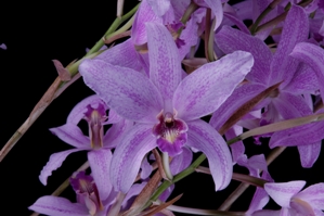 Laelia Summit Tomiko AM/AOS 82 pts.